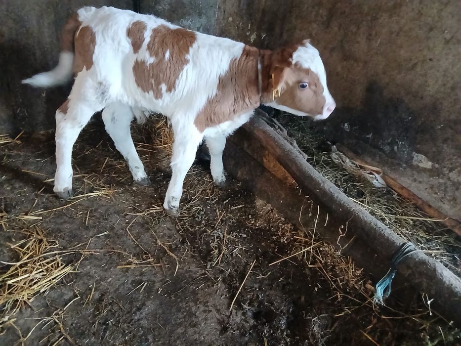 Vand vatava rosie si un tauras virta