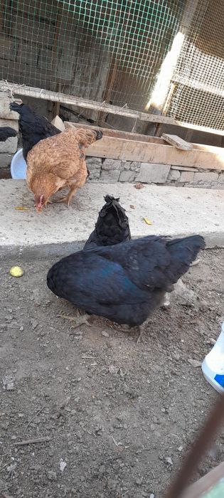 Tovuq xorozla sotiladi Damashniy