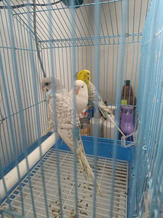 Vând pereche de nimfe 350 și peruși 50 de lei bucata