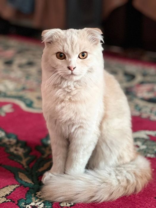 Mushuk Scottish fold 5oylik qiz