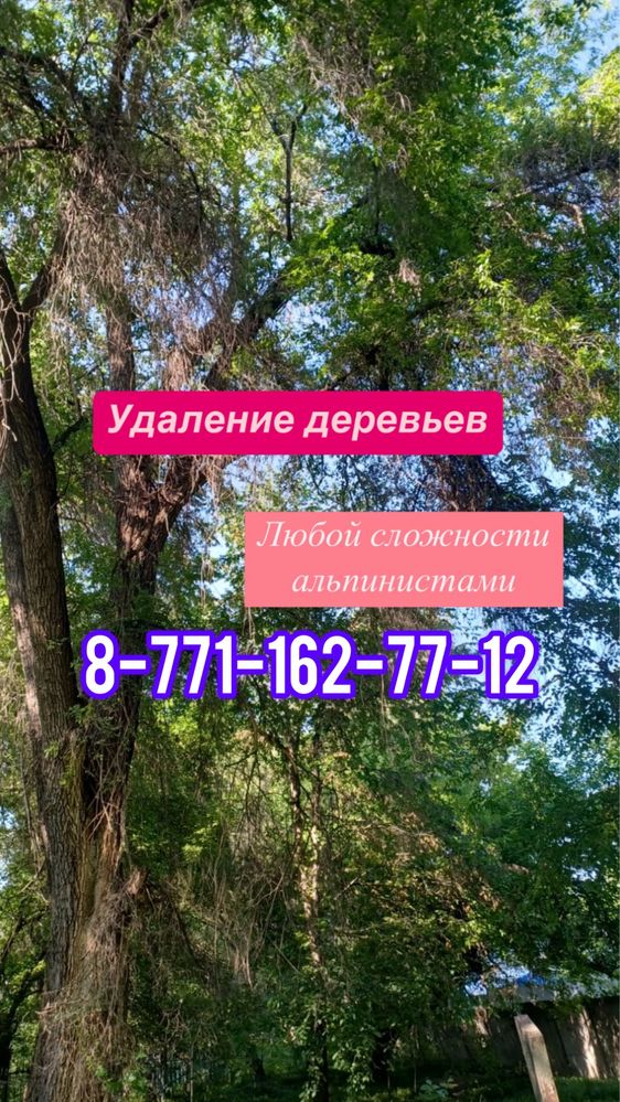 Спил деревьев в алматы недорого спилить дерево обрезка валка снос