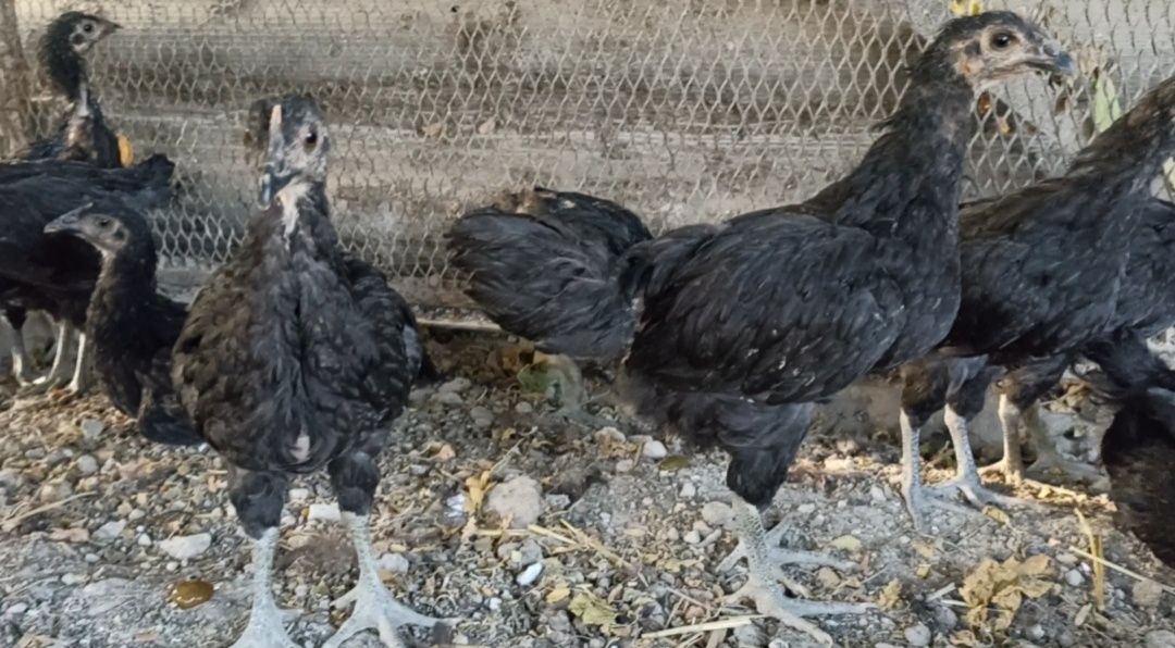 Gigant qorashahzoda joʻjalari sotiladi 11 ta 2 yarim oylikdan oshgan