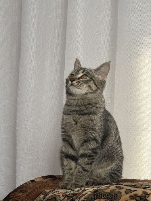 Отдам в добрые руки: все девочки