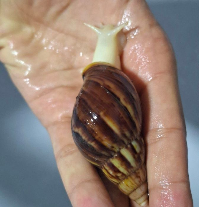 Ulitkalar sotuvda bor optom dona