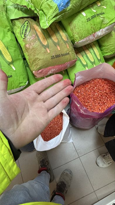 Seminte de Porumb Olt Tratat