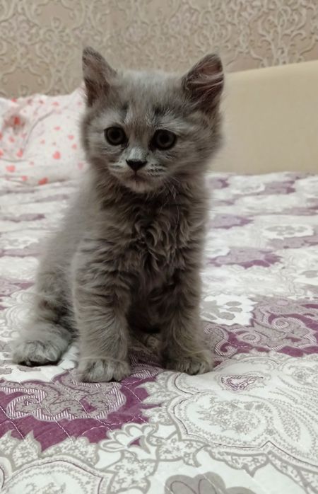 Скотиш страйт продаются
