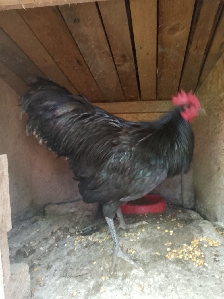 Cocoși australorp!
