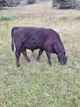 Vitel Angus  intarcat