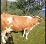 Vaca baltata