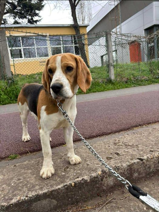 Lasa-ti animalutele in grija noastra si vei fi linistit.