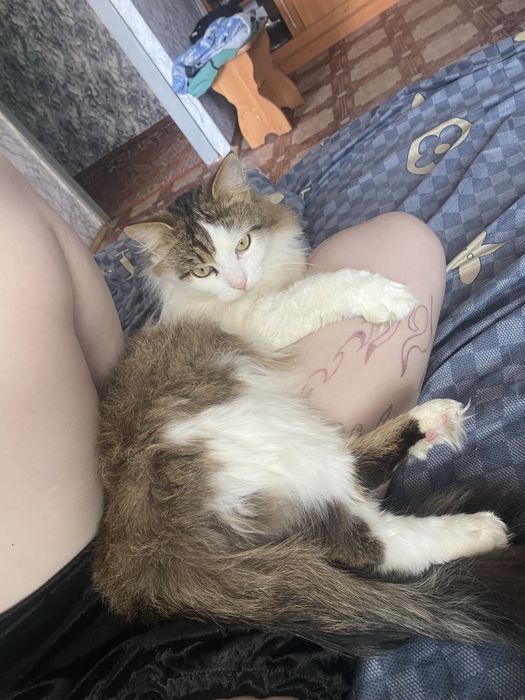 Отдам котика в хорошие руки