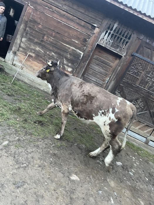 Vand junincă gestanta 5 luni