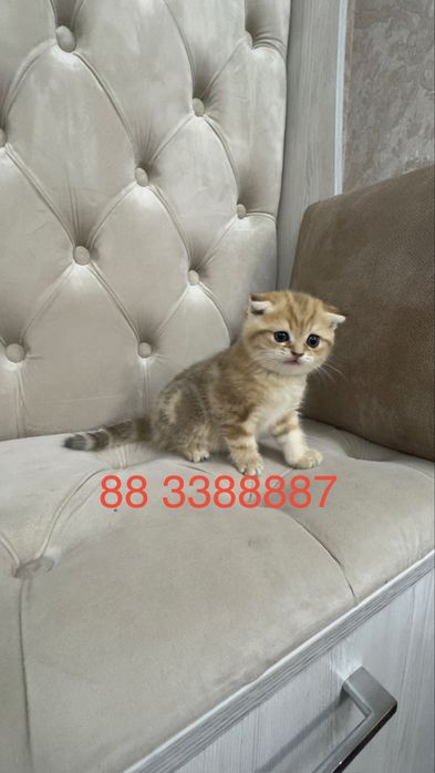 Продаётся чистокровный котята золотая шиншилла