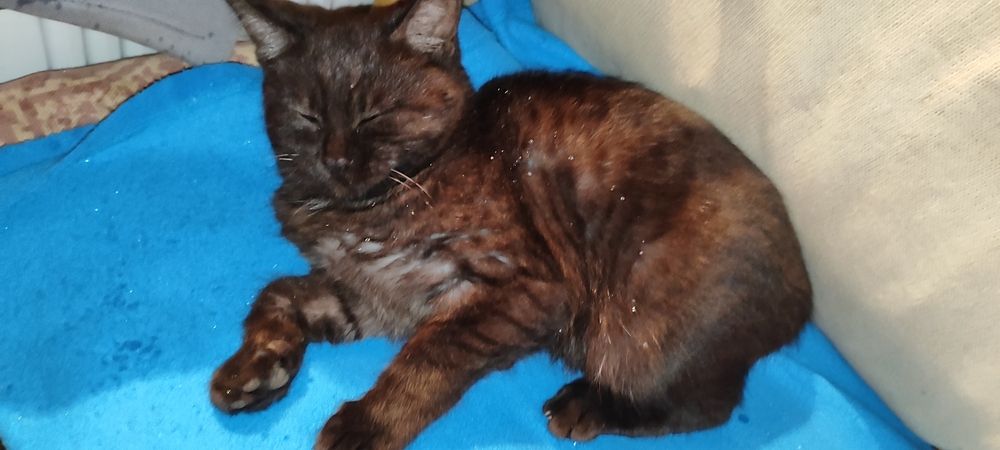 Мысық, кошка, котят