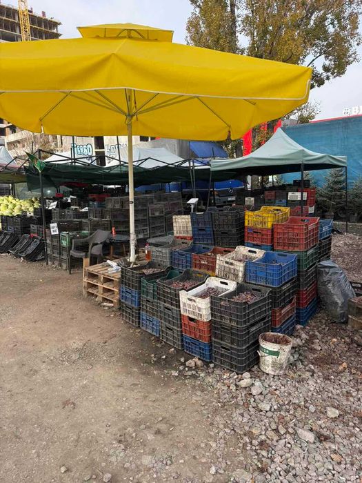 ПРОМОЦИЯ ГРОЗДЕ за Ракия и вино