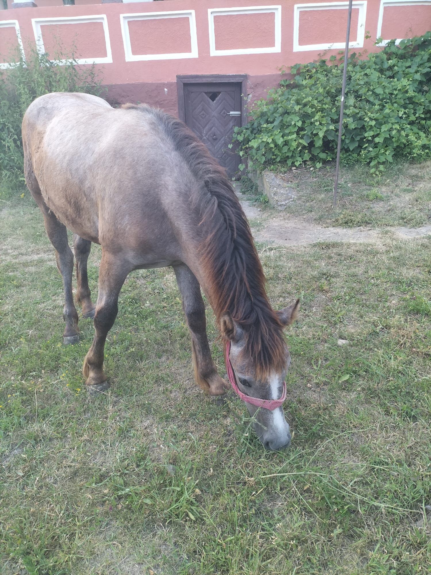 Mânză de vânzare în vârstă de 1 an și 1 luna