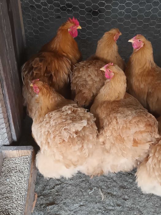 Brahma si cochinchina oua de incubat