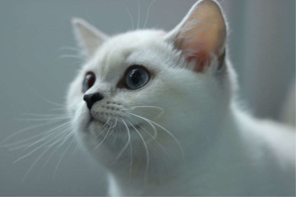 Британска чинчила