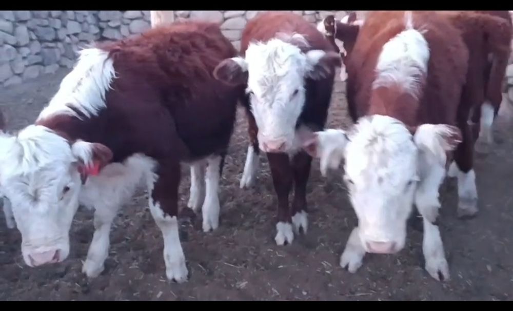 Қазақтың ақбас тұқымды бұқашықтар мен ұрғашы тайыншалар сатылады!