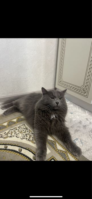 Отдам кота в хорошие руки