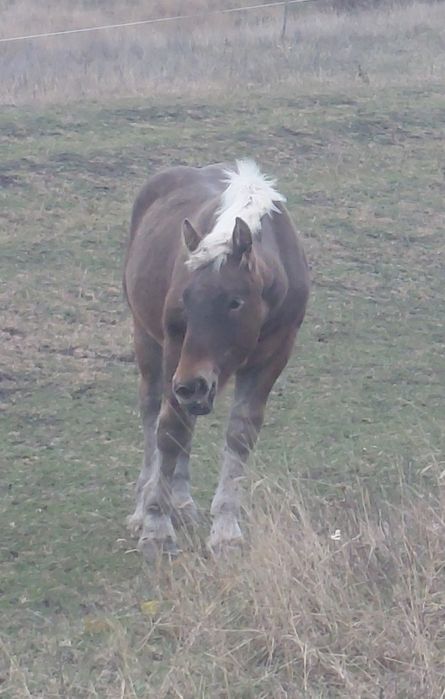 Manz greu ciocolatiu