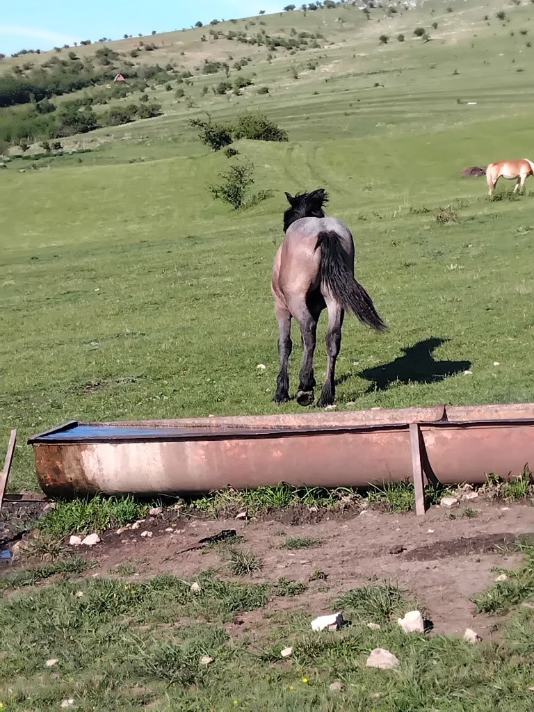 Minza de vânzare