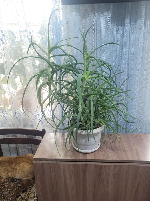 Комнатные цветы,большие