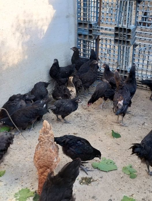 Vând puicuțe și cocoși australop, italieni și pitice