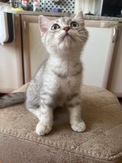Отдаём котёнока Мальчика с мраморным окрасом . Только ответственным!!!