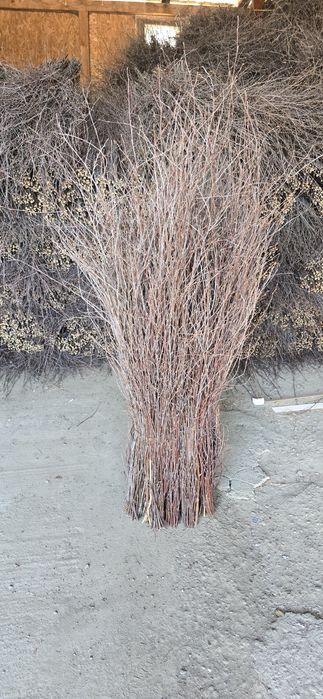 Maturi nuiele din mesteacan