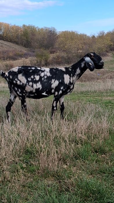 Vând capra ANGLO Nubian cu Pedigree Cehia