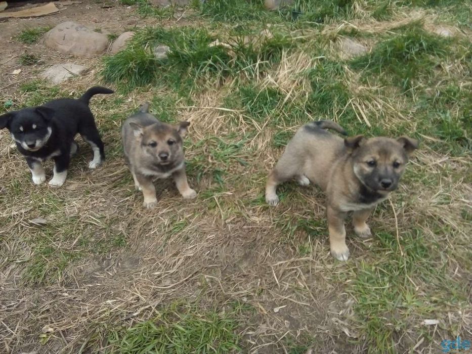 Срочно отдам щенят