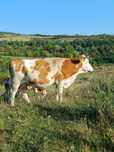 Vând vaca baltata româneasca de 4 ani