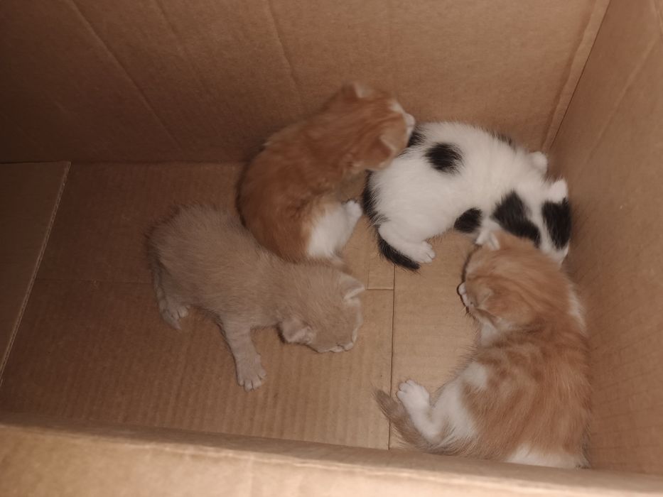 Отдам даром котяток