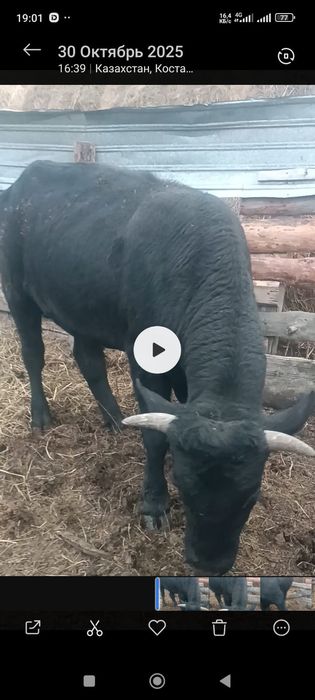 Продам быка 2 года