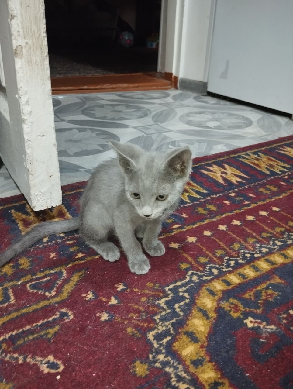 Котята в добрые руки,