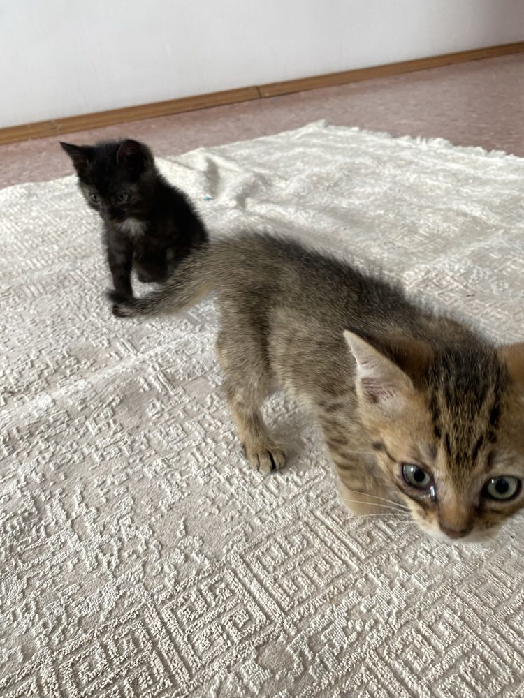 Котята отдам Актау