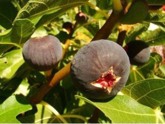 Pomi Fructiferi Exotici (Smochin )