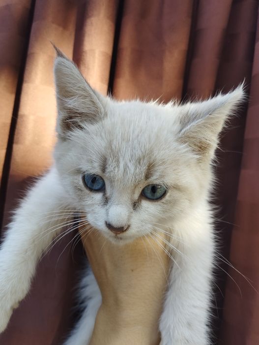 Котята сиамские   .
