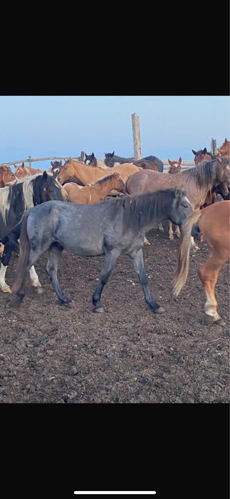 Продам лошадей Жылқы сатам