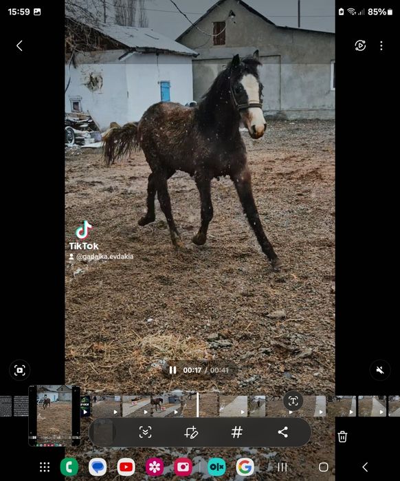 Лошади Орловской Породы