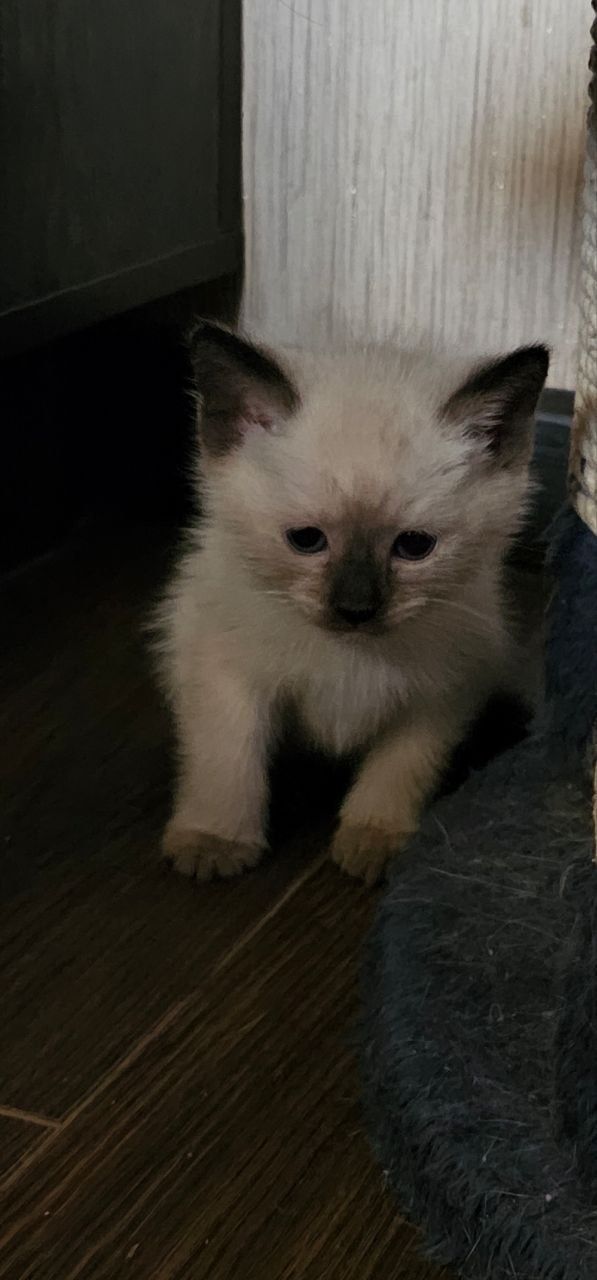 Продаётся котёнок