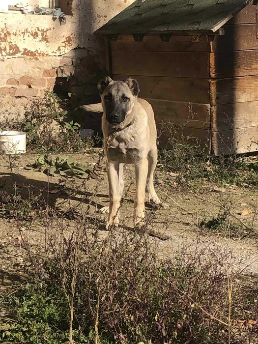 Продавам кангал мъжко