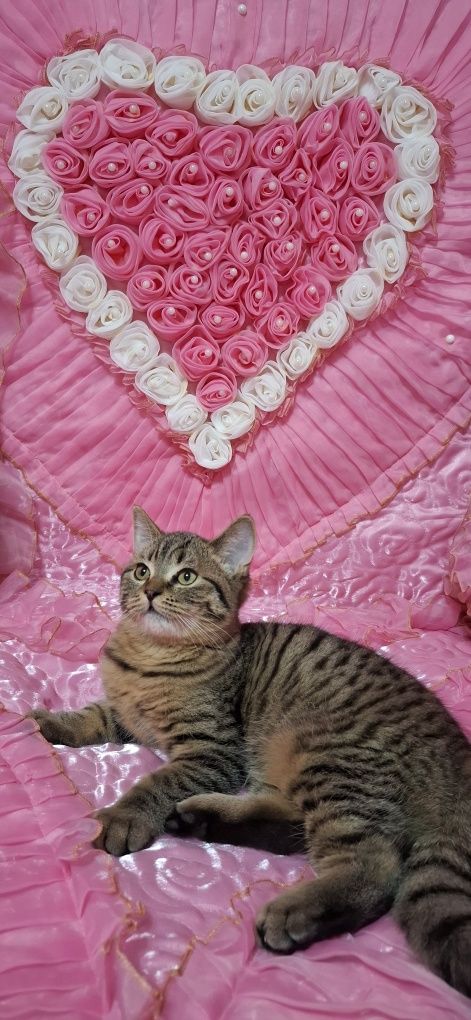 Продаётся котенок