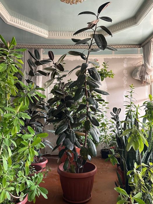 Хонадон ва офис учун гуллар сотилади Цвети для дома и офиса