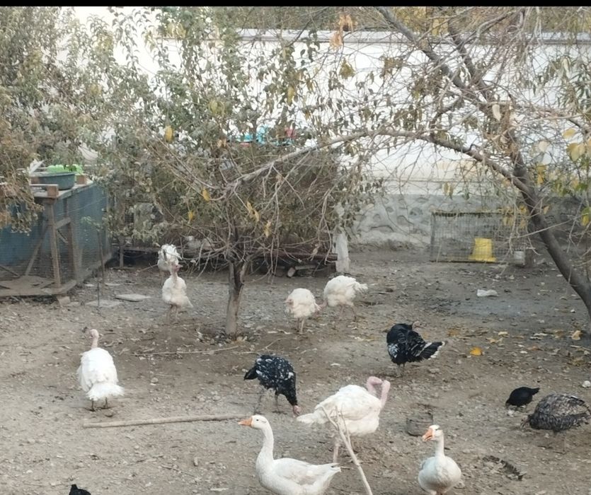 Биг 6 куркалар ва тавукчалар