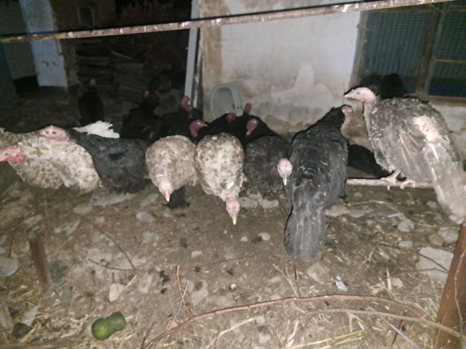 Курка индук биг 6 здоровье