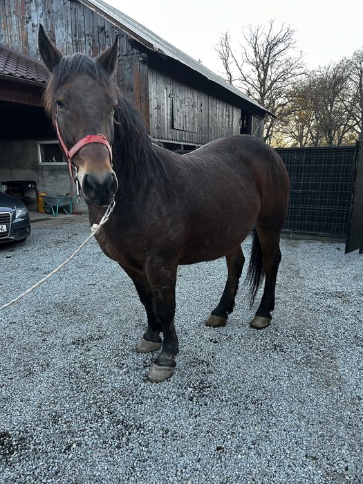 Vand iapa de 8 ani, gestanta