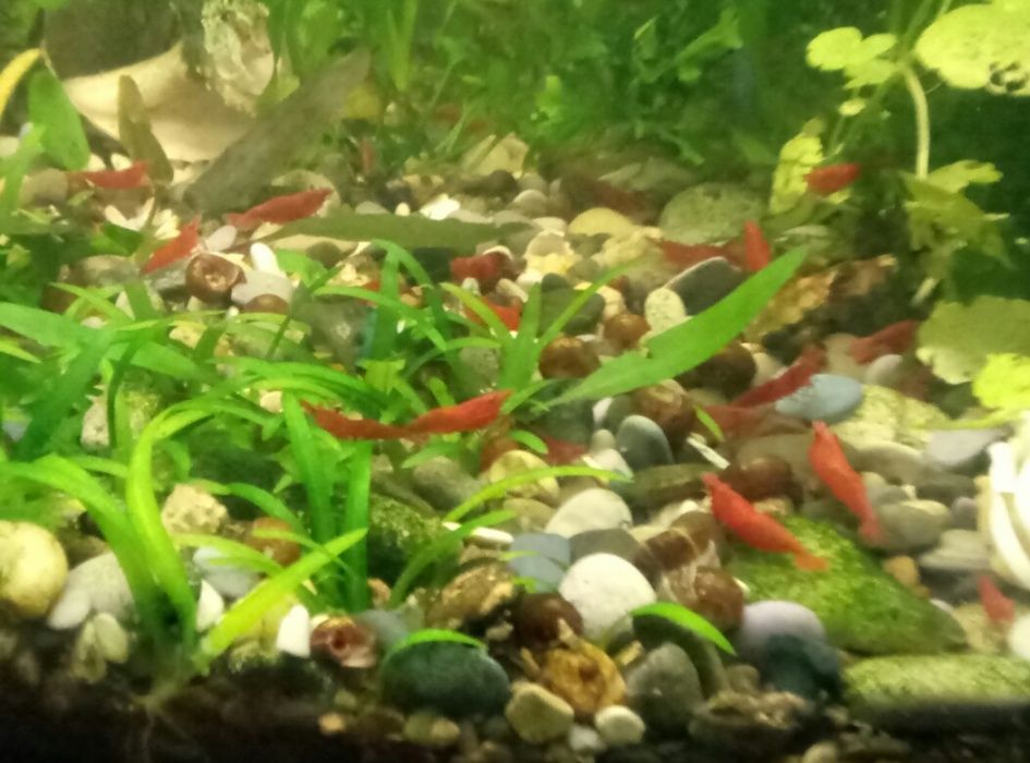 креветки вишни - "черри"