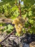 Struguri pentru vin